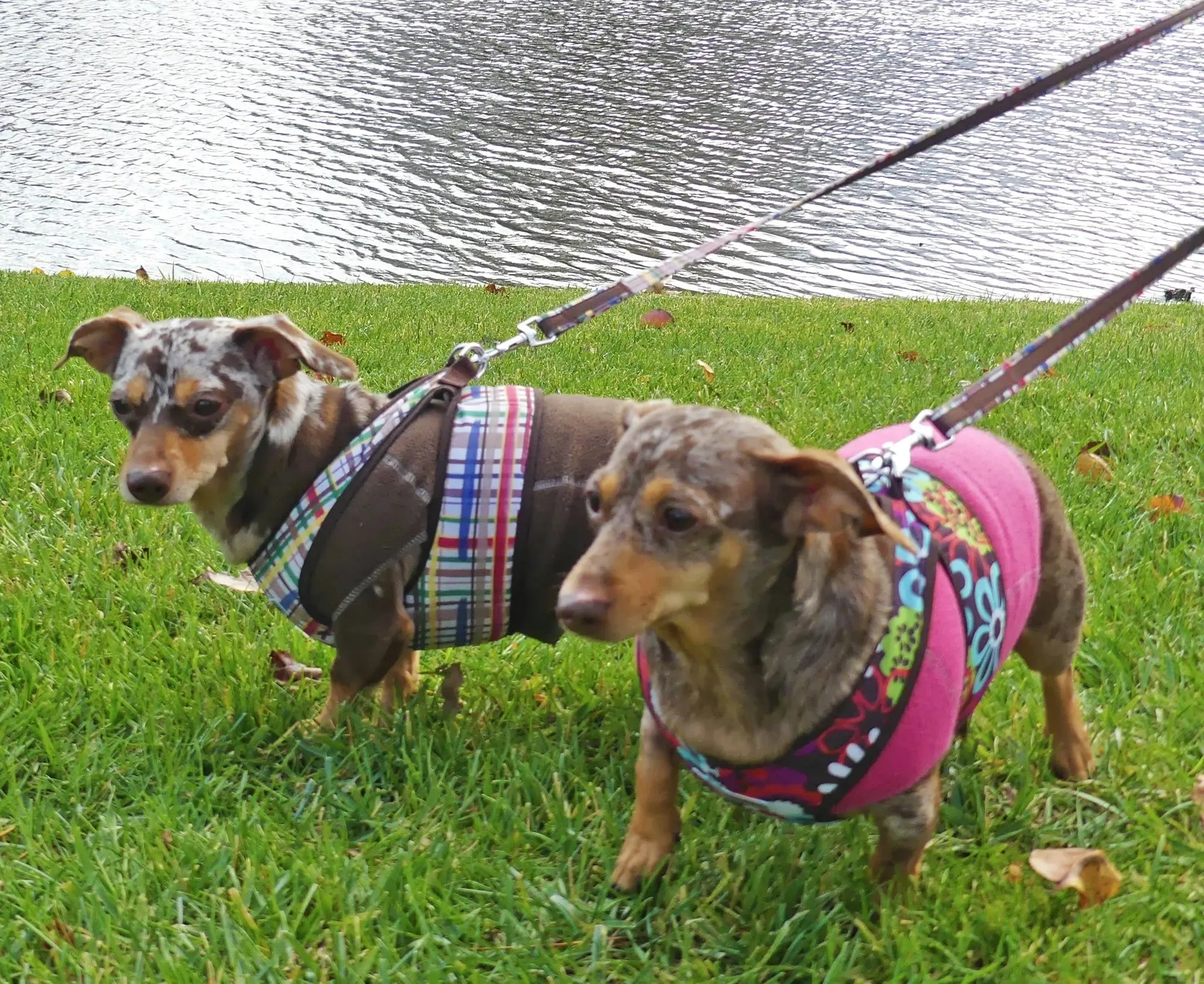 2 PC SET Step Easy Harness and Sweater Floral | 3 to 20 LBS