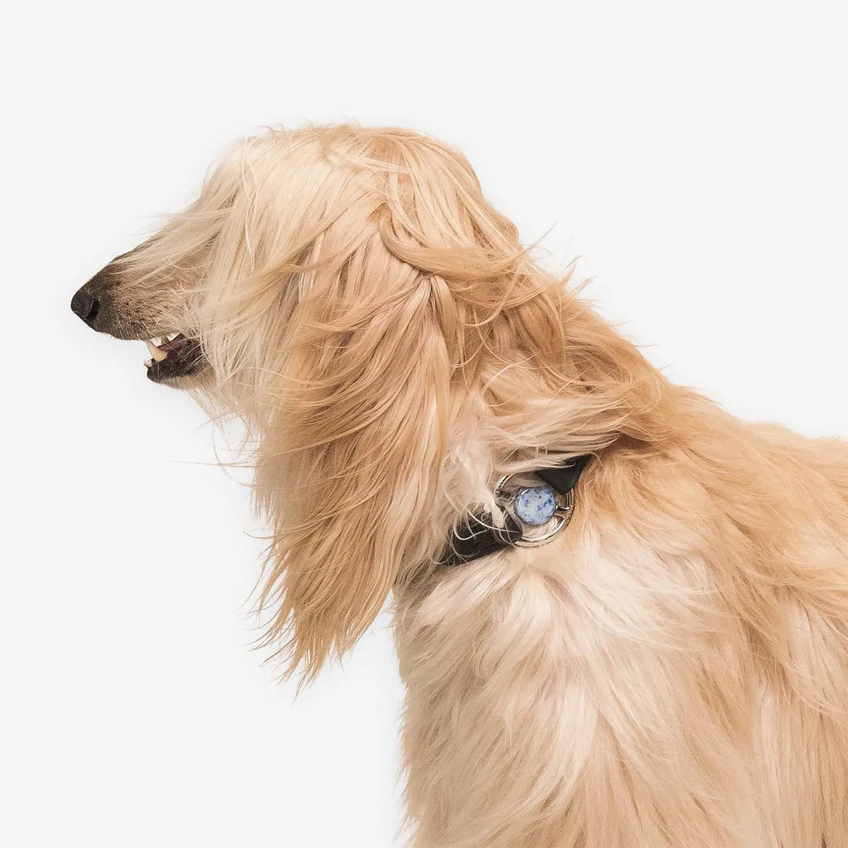 All Eyes On Me Dog Collar Black/Sodalite
