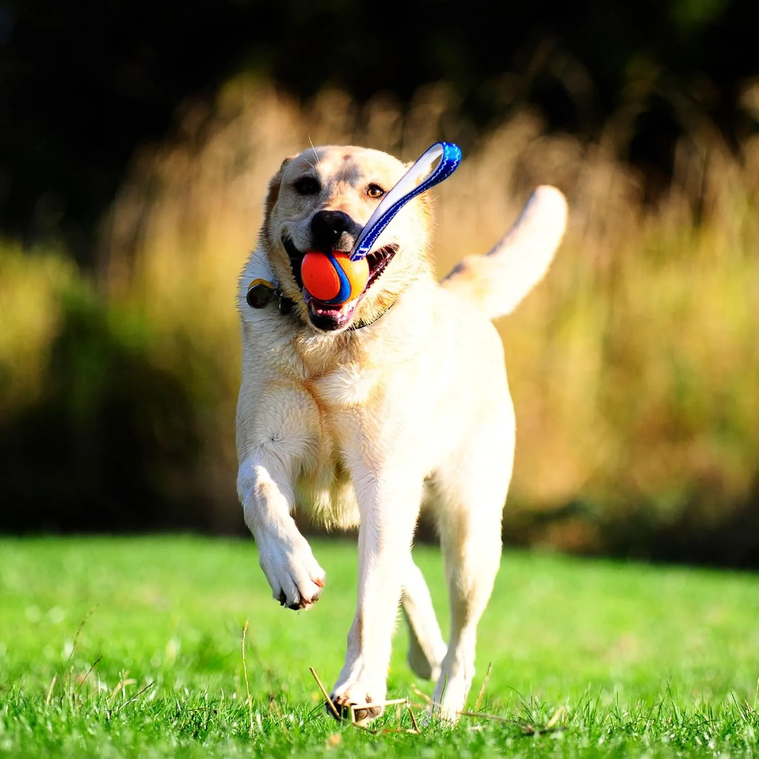 Chuckit! Ultra Tug Dog Toy (Medium) Amphibious Bumper Fetch and Float Dog Toy (Medium)