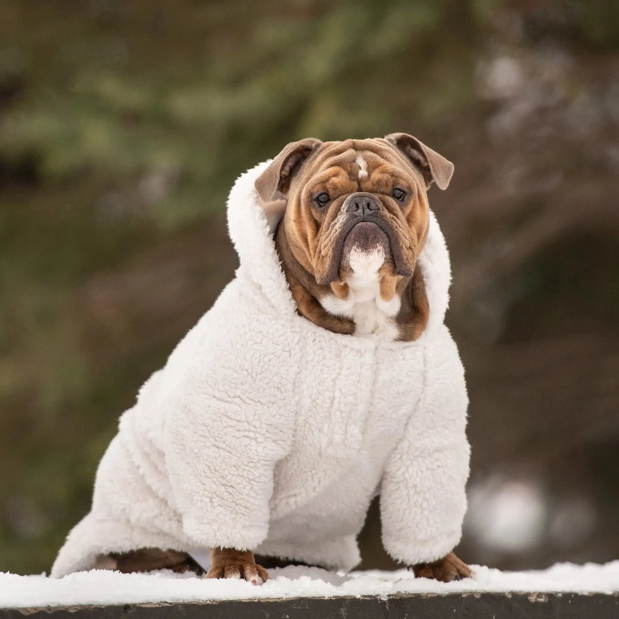 Cozy Dog Hoodie | Off White