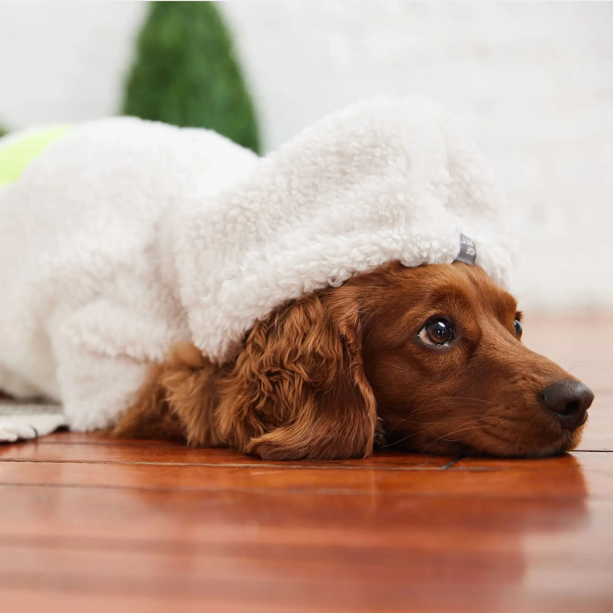 Cozy Dog Hoodie | Off White