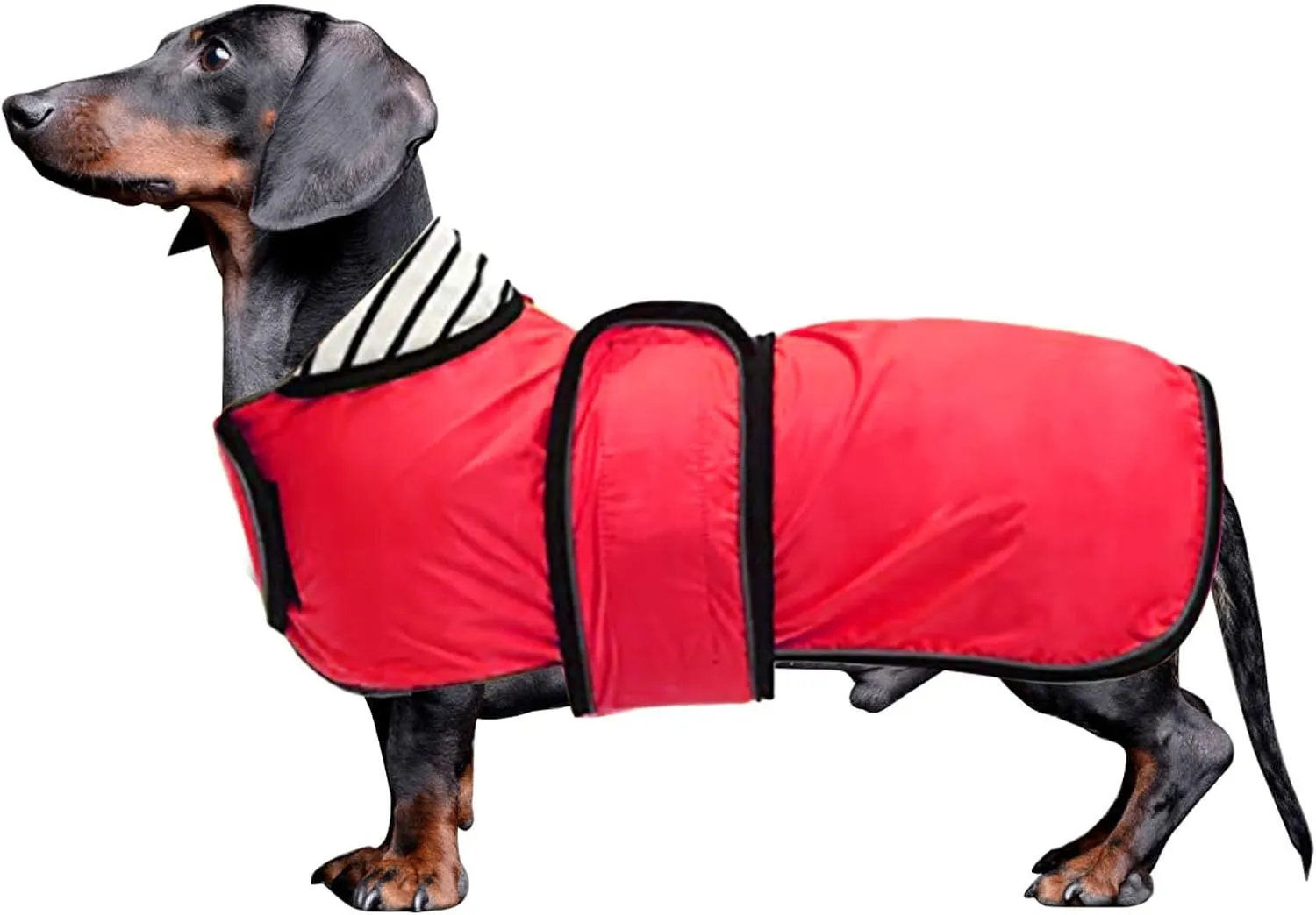 Dachshund Raincoat Corgi Raincoat Dogs Waterproof fit for Dachshunds Weiner Long Back Breeds with Reflective Stripe Great Coverage in Autumn Winter - Red - M