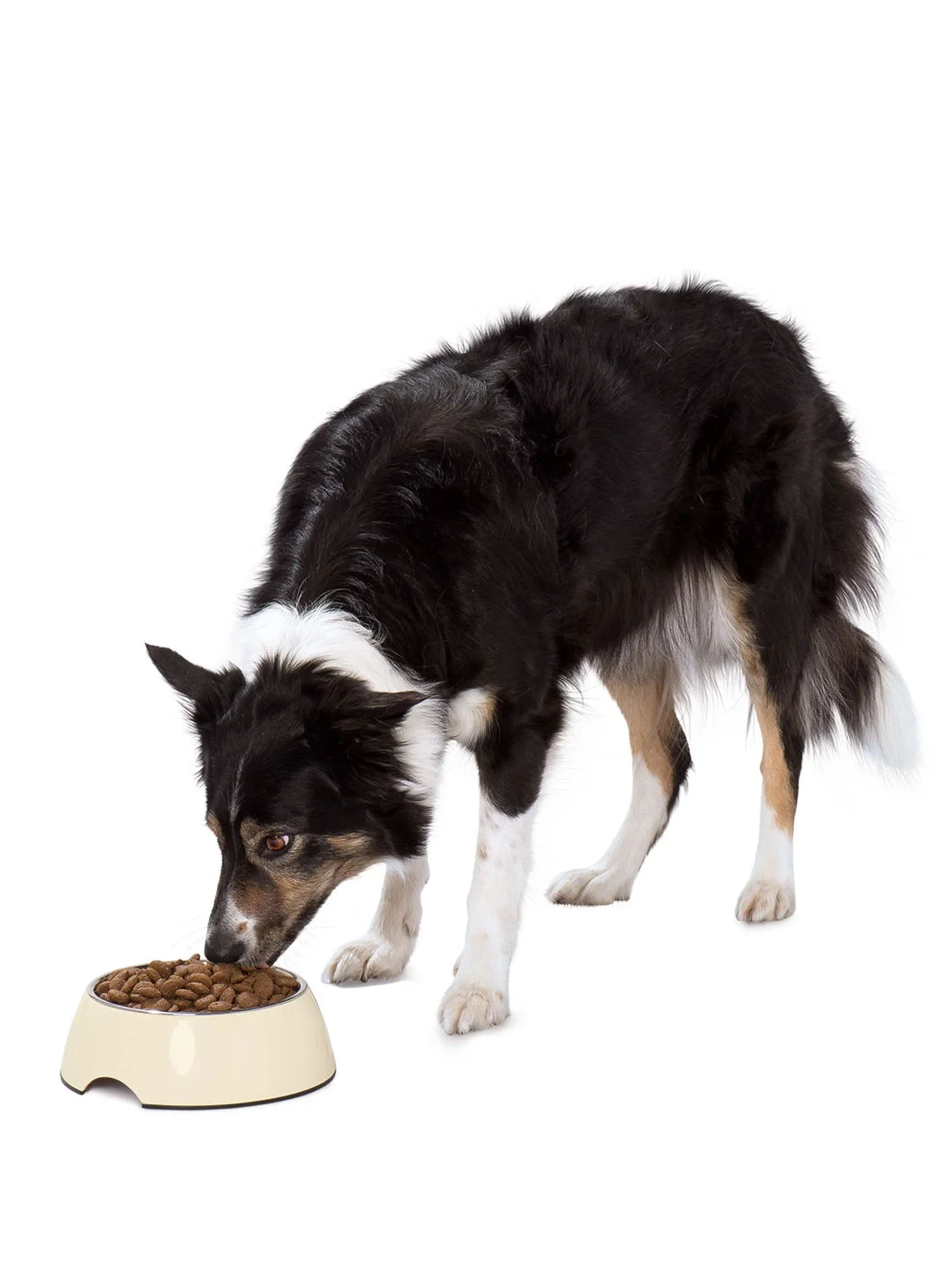Dog Food Bowl