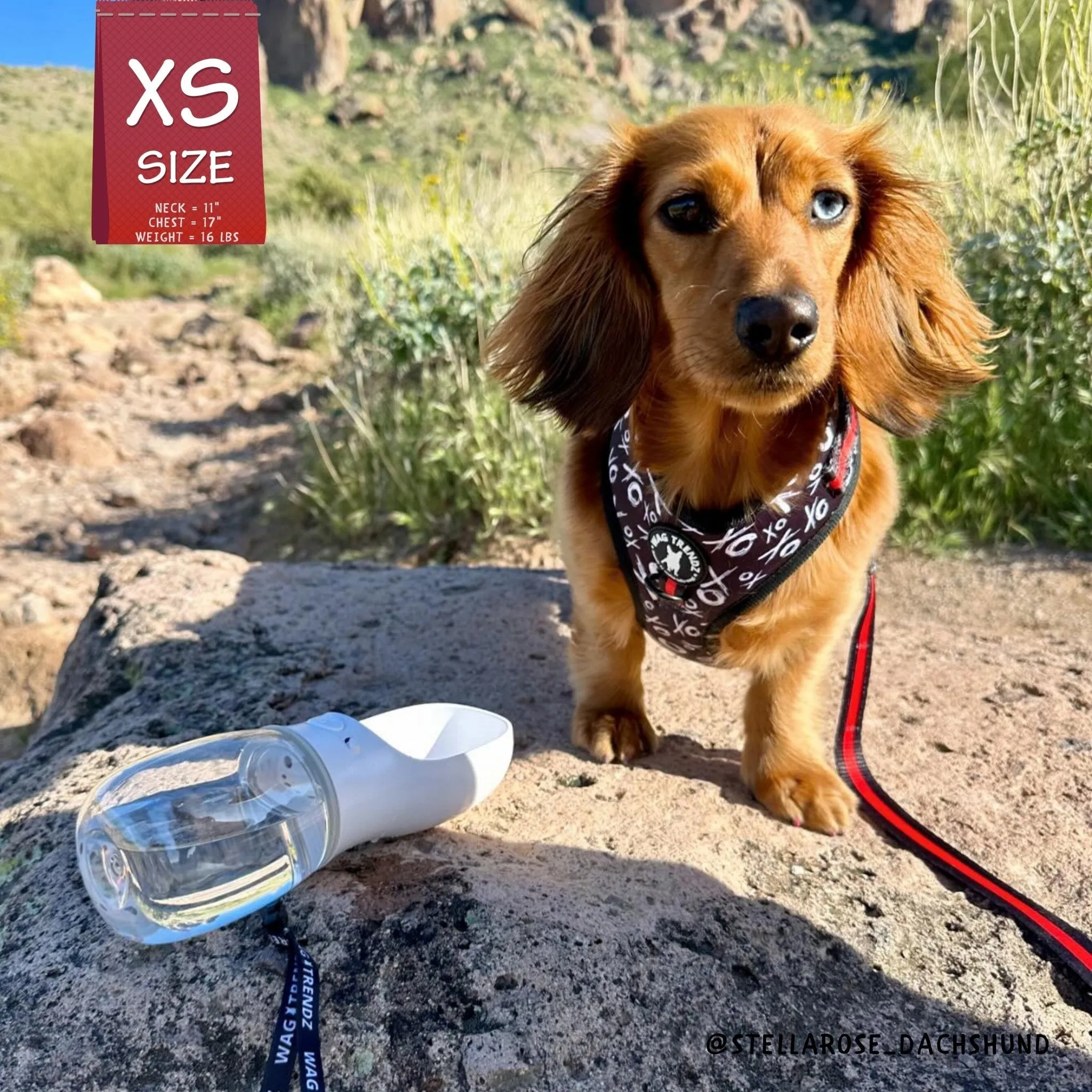 Dog Portable Water Bottle