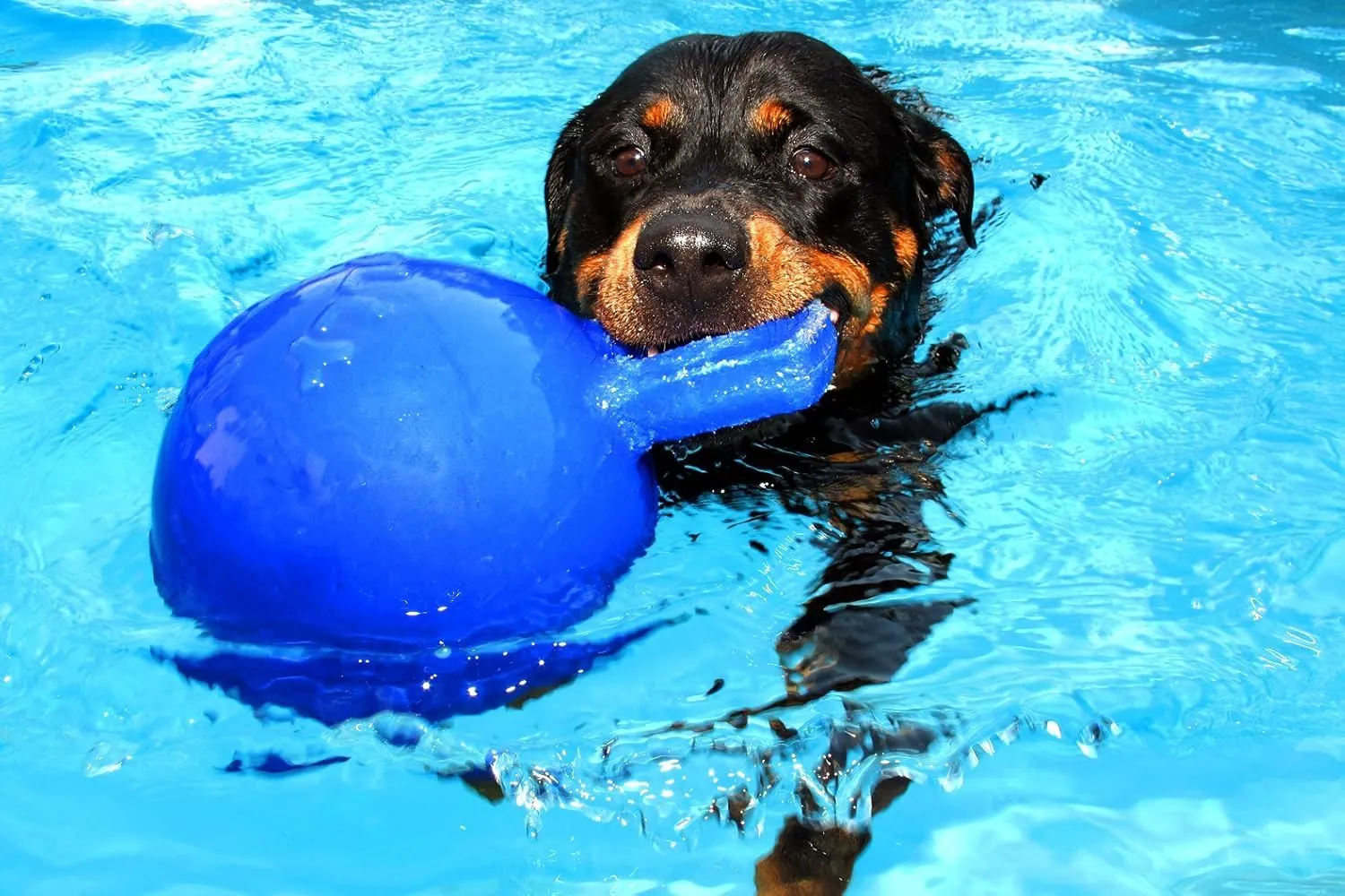 Jolly Pets Tug-n-Toss - Heavy Duty Chew Ball w/ Handle (Orange, 8")