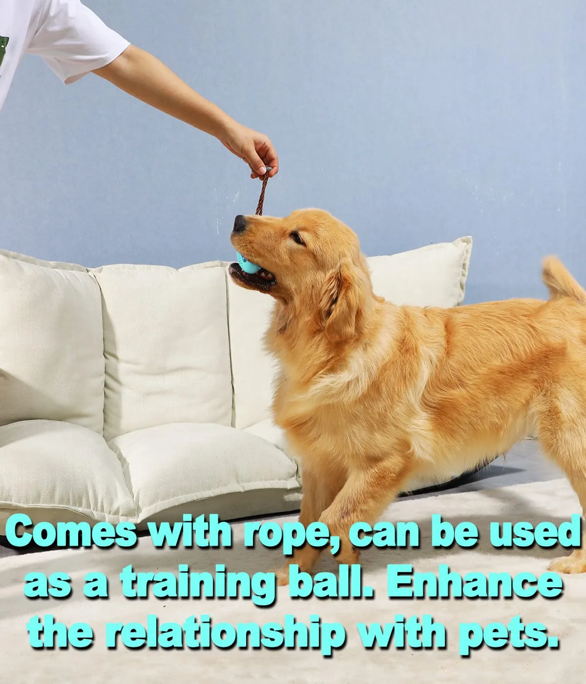 Molar Dog Pull Toy