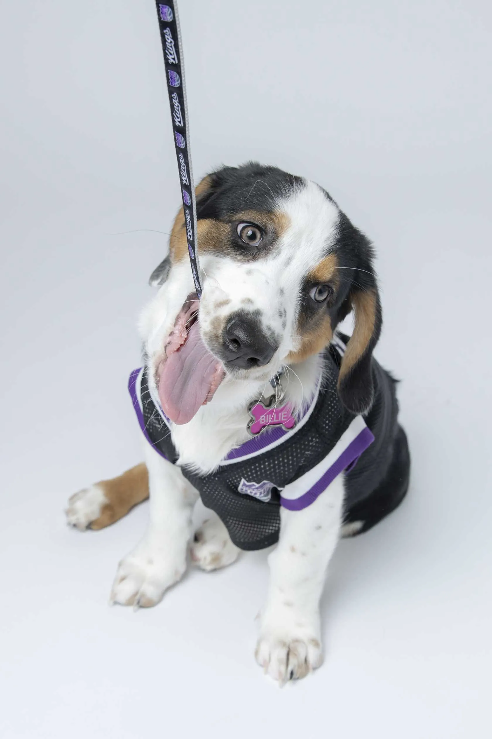 Printed Satin Ribbon Pet Leash