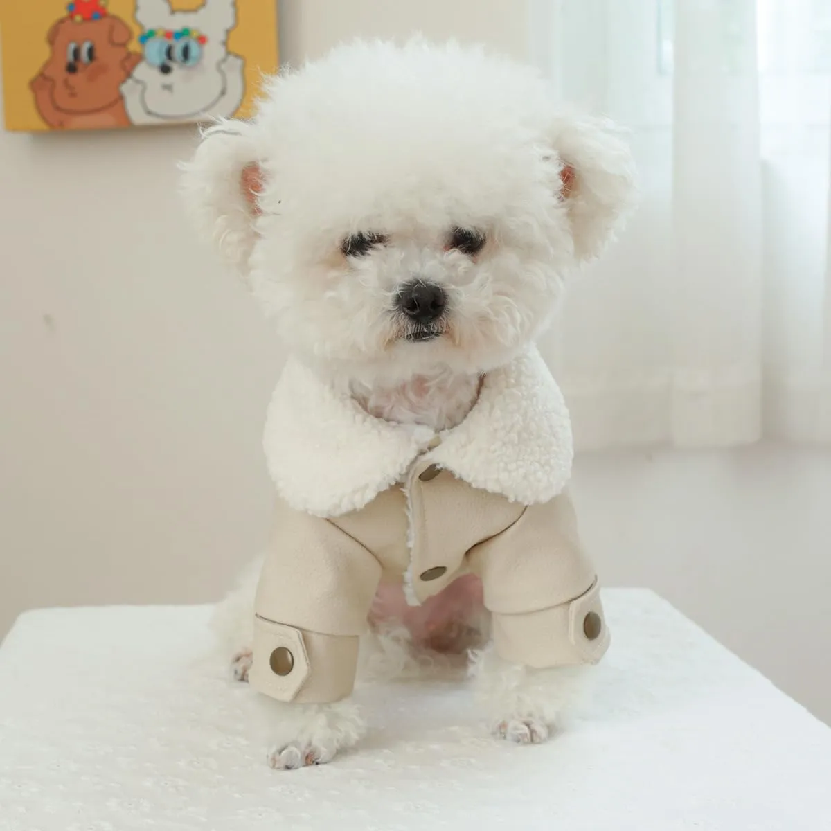 Small Dog Winter Denim Jacket Fleece Lined Puppy Cute Jean Clothes Cold Weather Dog Cozy Warm Coats Chihuahua Yorkie Stylish Clothes Christmas Holiday Birthday Dog Outfits