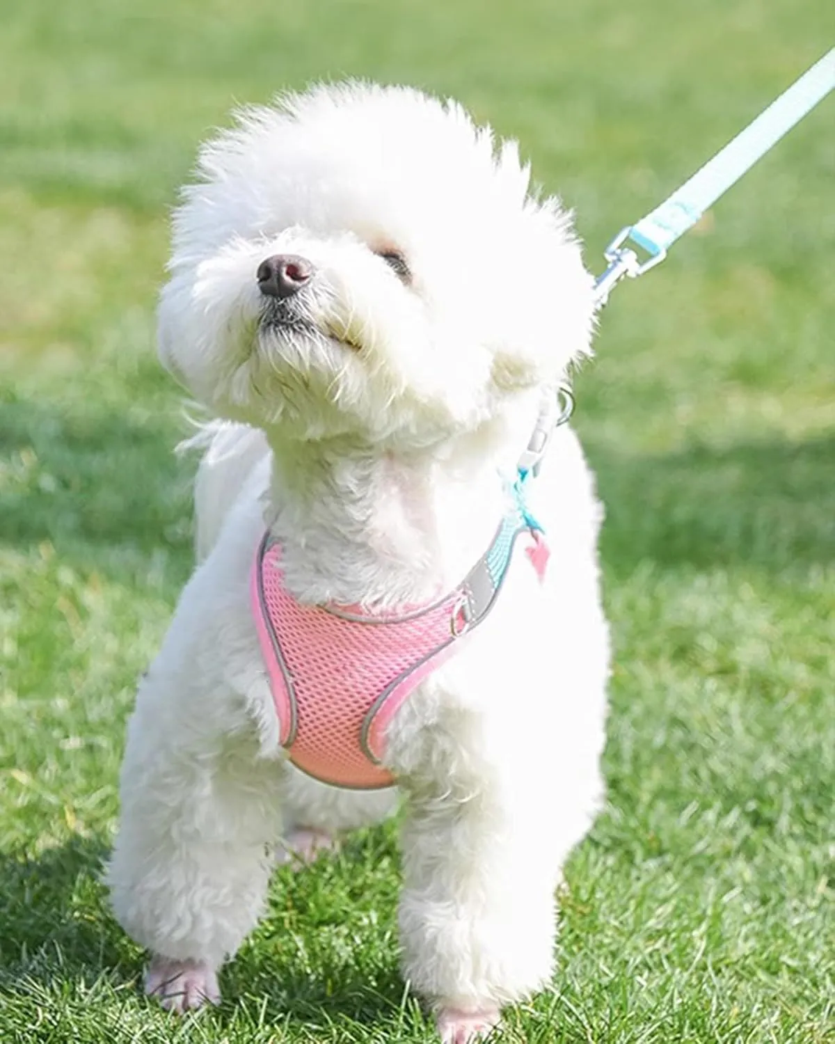 Solmoony Soft Mesh Dog Harness and Leash Set for Small Medium Dogs, Step in Adjustable with Padded Vest (S, Pink)
