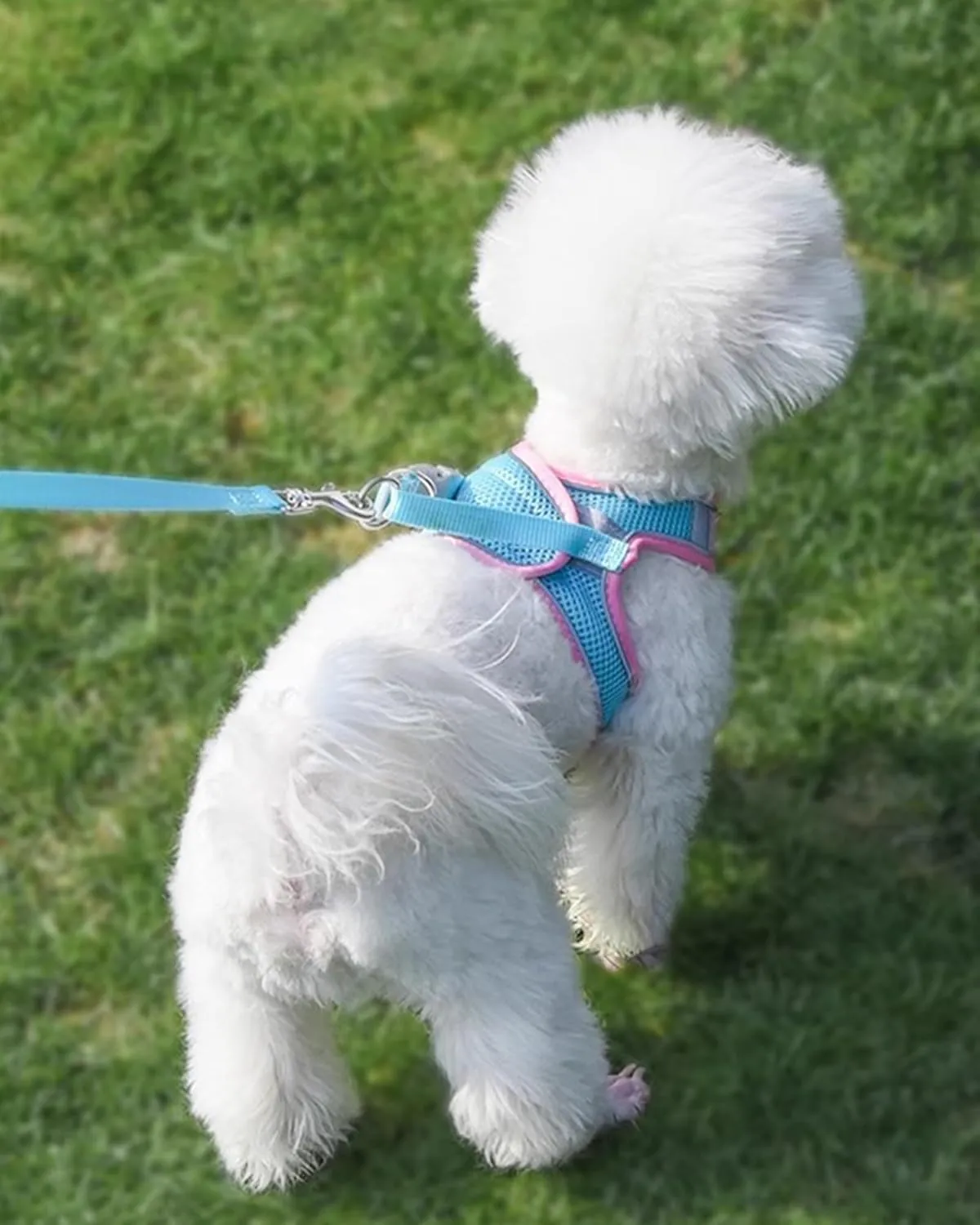 Solmoony Soft Mesh Dog Harness and Leash Set for Small Medium Dogs, Step in Adjustable with Padded Vest (S, Pink)